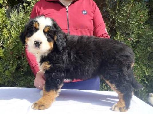 Κουτάβια σκυλιών του βουνού Bernese
